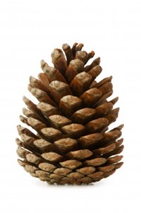 Pine Cone resembles Pineal gland