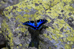 butterfly on rock pd